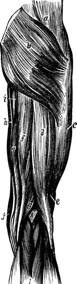 muskler av de lår, årgång illustration. vektor