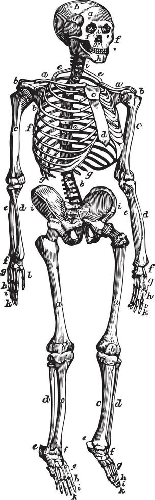Vorderansicht des Skeletts, Vintage Illustration. vektor
