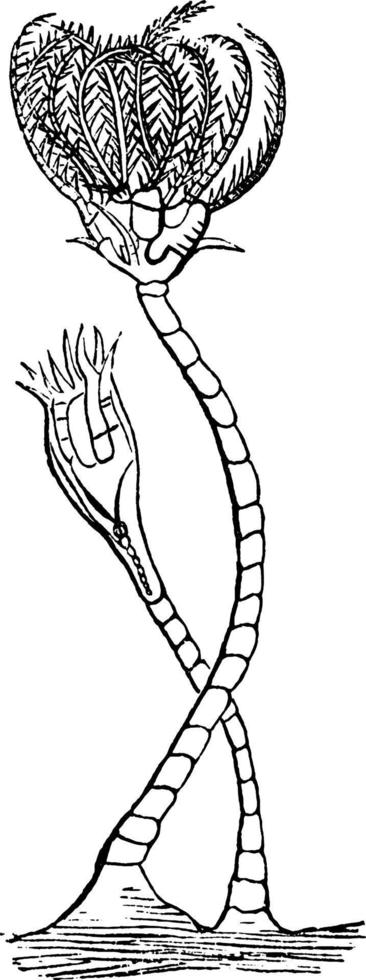 crinoid, årgång illustration. vektor