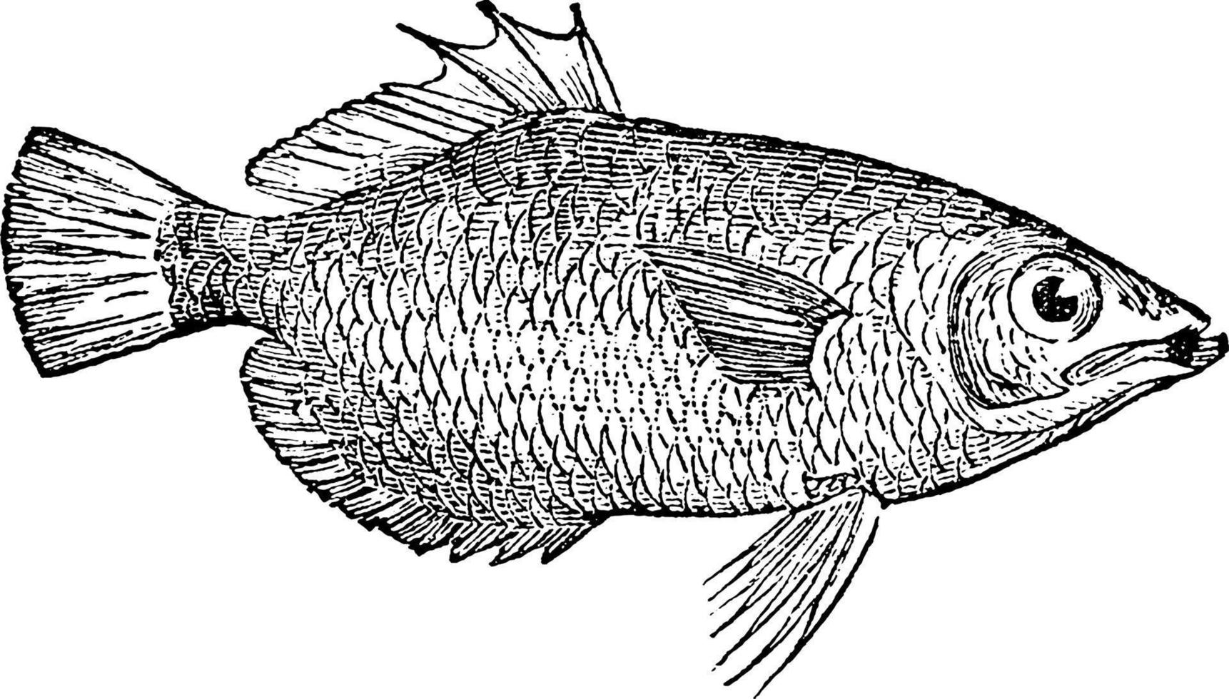 bågfisk, årgång illustration. vektor