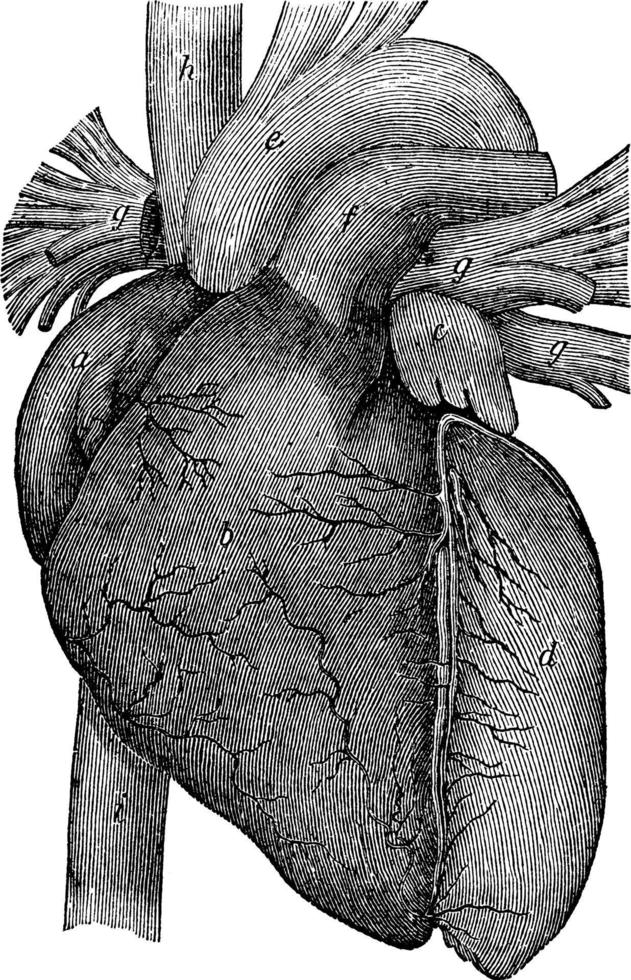 Struktur des Herzens, Vintage Illustration. vektor