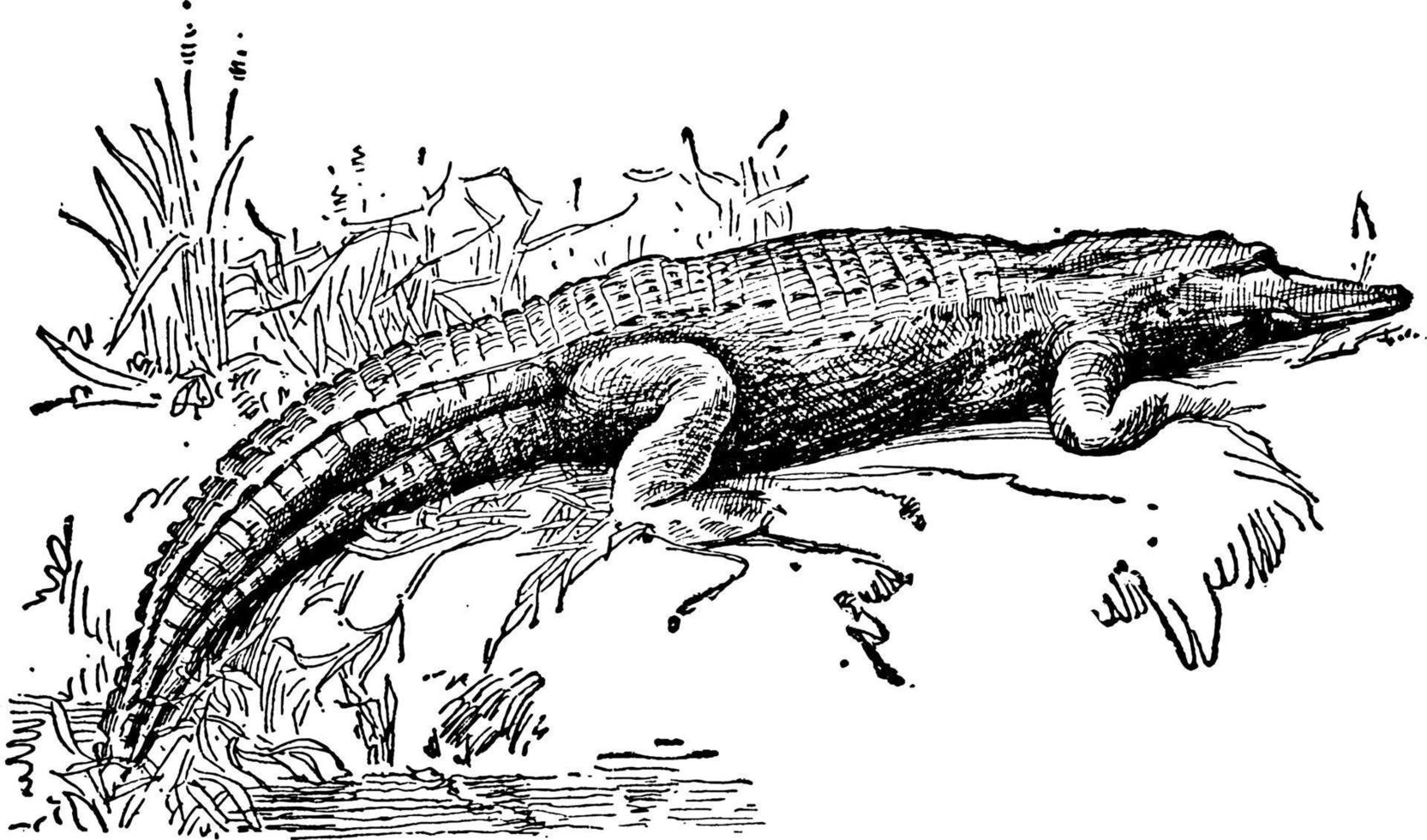 alligator, årgång illustration vektor