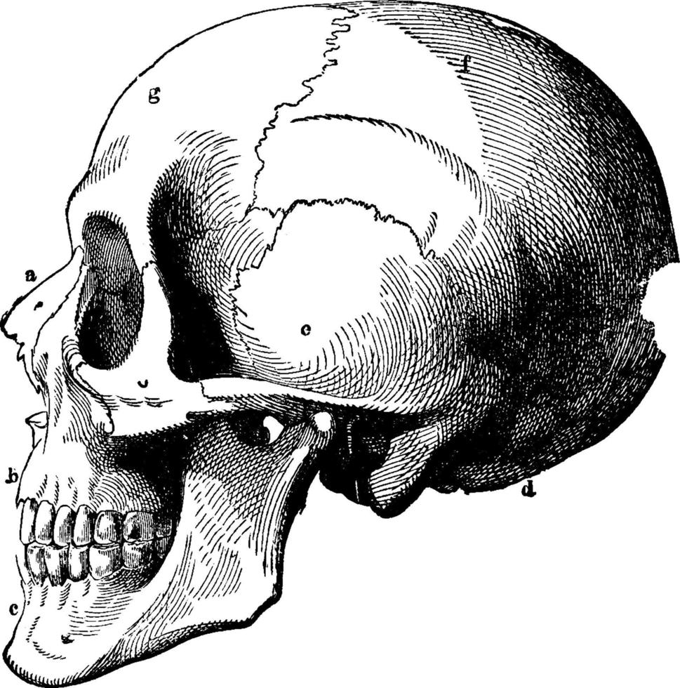 menschlicher Schädel, Vintage Illustration. vektor