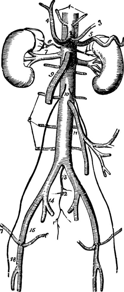 Stammarterien, Vintage Illustration. vektor