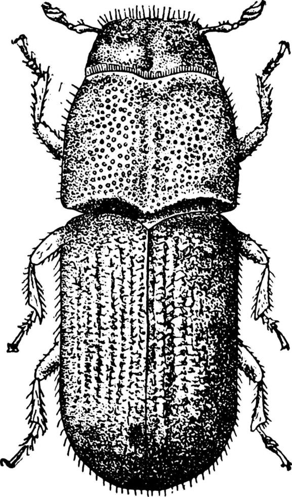 tall skalbagge, årgång illustration. vektor