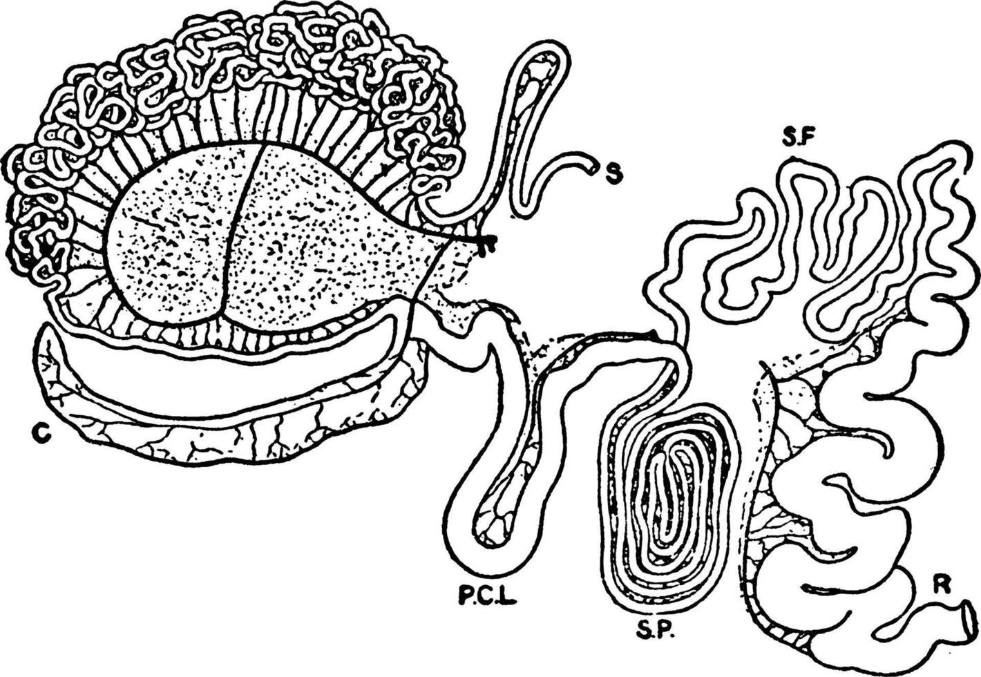 tarm- tarmkanalen av giraff, årgång illustration. vektor