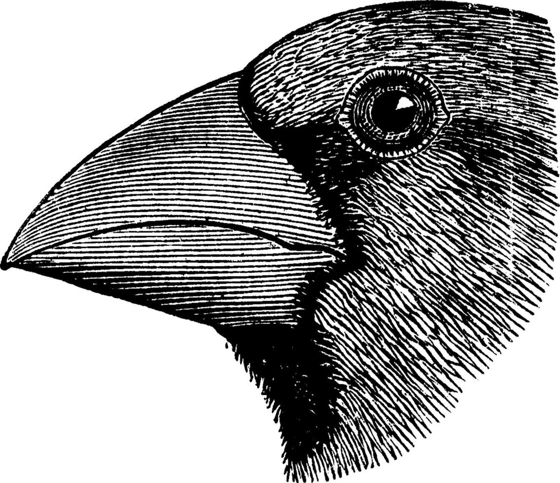 hawfinch huvud, årgång illustration. vektor