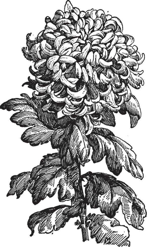 neue art von chrysantheme vintage illustration. vektor