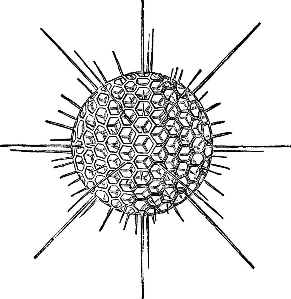 radiolarisk, årgång illustration. vektor