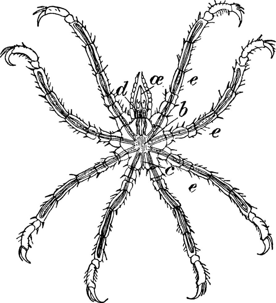 Seespinne, Vintage Illustration. vektor