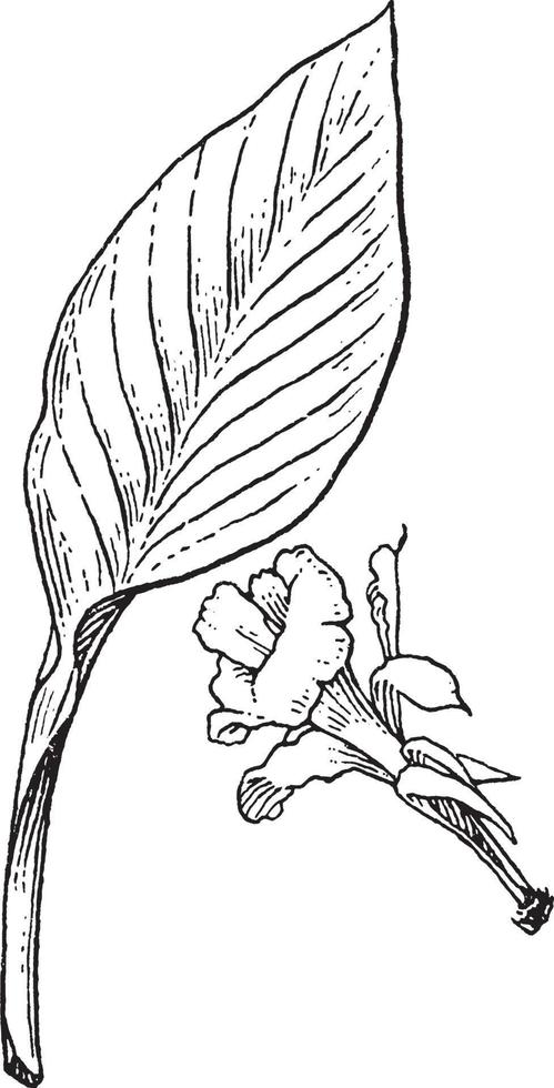 canna årgång illustration. vektor