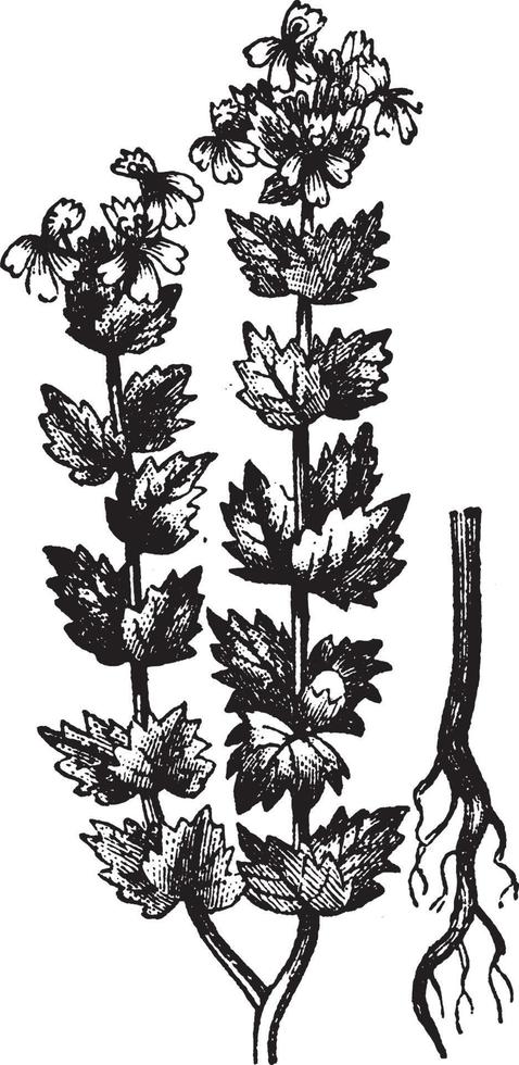 ögontröst, eufrasi, örtartad, blommande, växter, orobanchaceae, naturlig, scropulariaceae årgång illustration. vektor