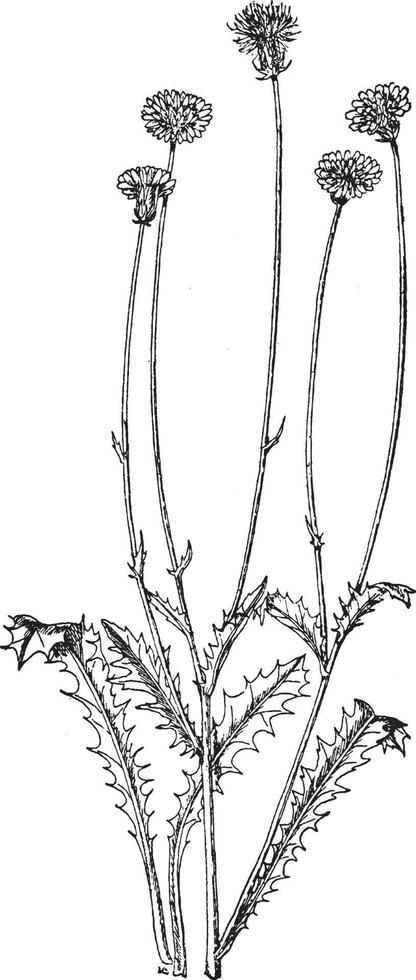 crepis rubra årgång illustration. vektor