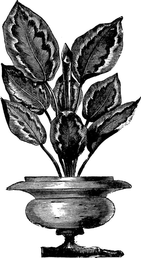 calathea veitchii vintage illustration. vektor