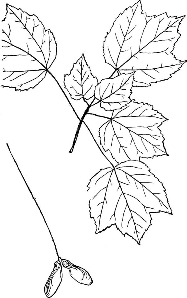 Gattung acer, l. Ahorn Vintage Illustration. vektor