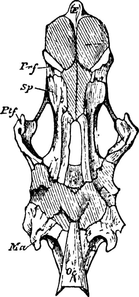 polypterus skalle, årgång illustration. vektor