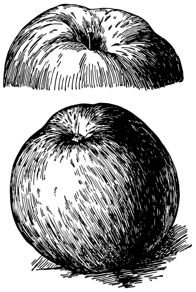 nordlig spionera äpple årgång illustration. vektor