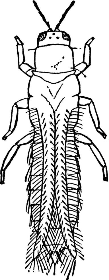 trips tritici, årgång illustration. vektor