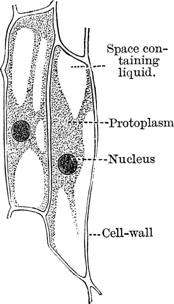 vegetabiliska cell, årgång illustration. vektor