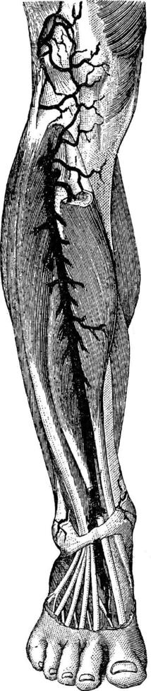 Beinarterie, Vintage Illustration. vektor