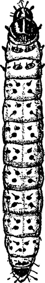 leopardmottenlarve, vintage illustration. vektor