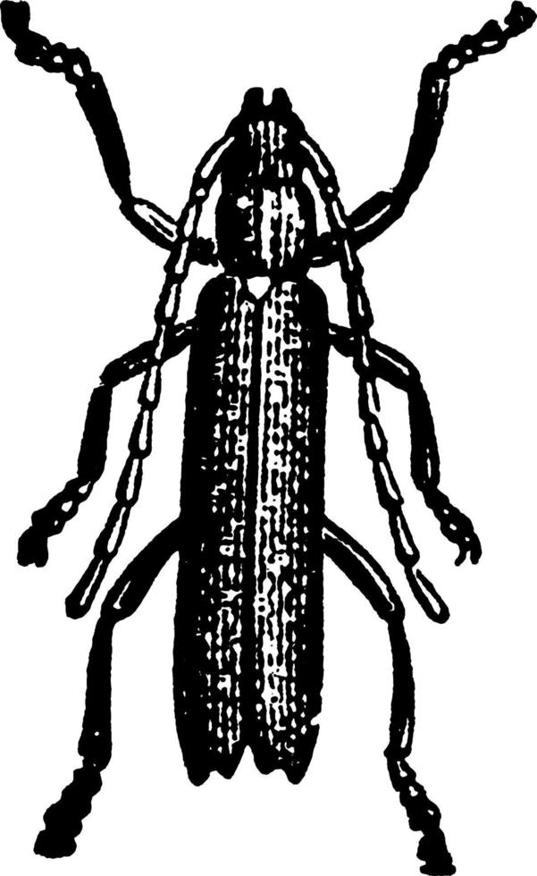 ek beskärare, årgång illustration. vektor