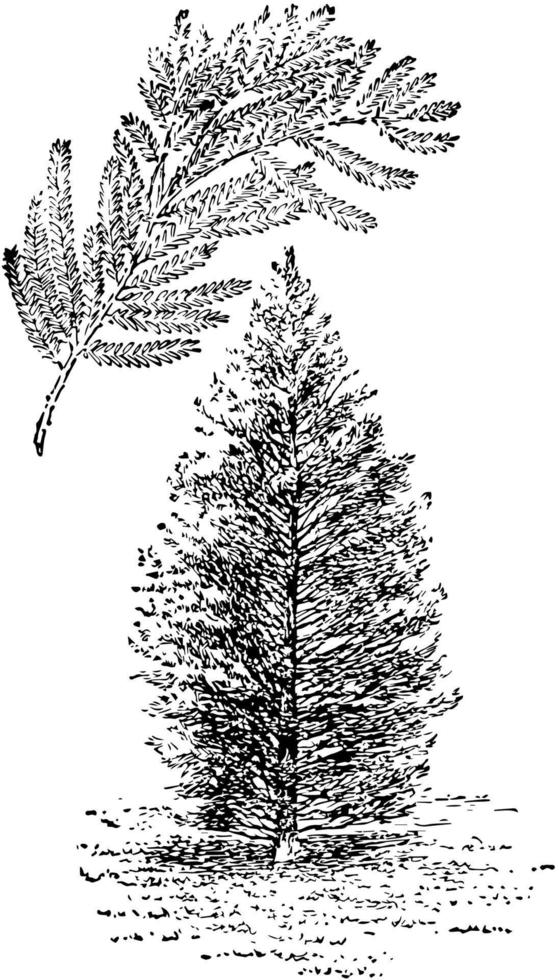taxodium distichum vintage illustration. vektor