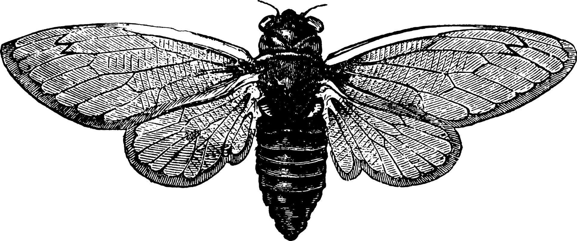 zikade oder cicadoidea, vintage illustration vektor