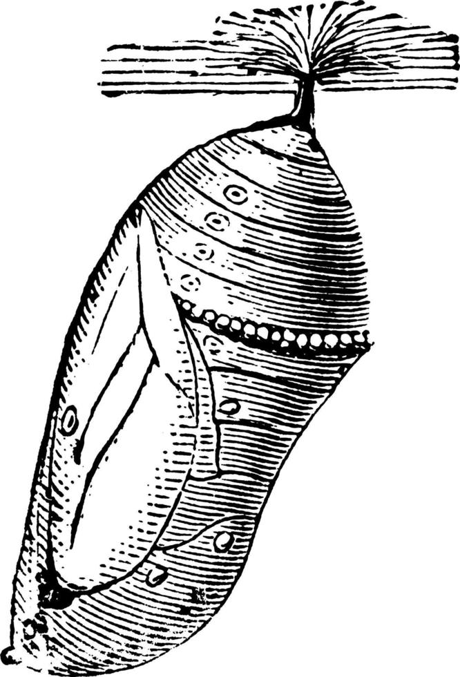 schmetterling oder milchkrautschmetterling oder danais archippus, vintage illustration. vektor