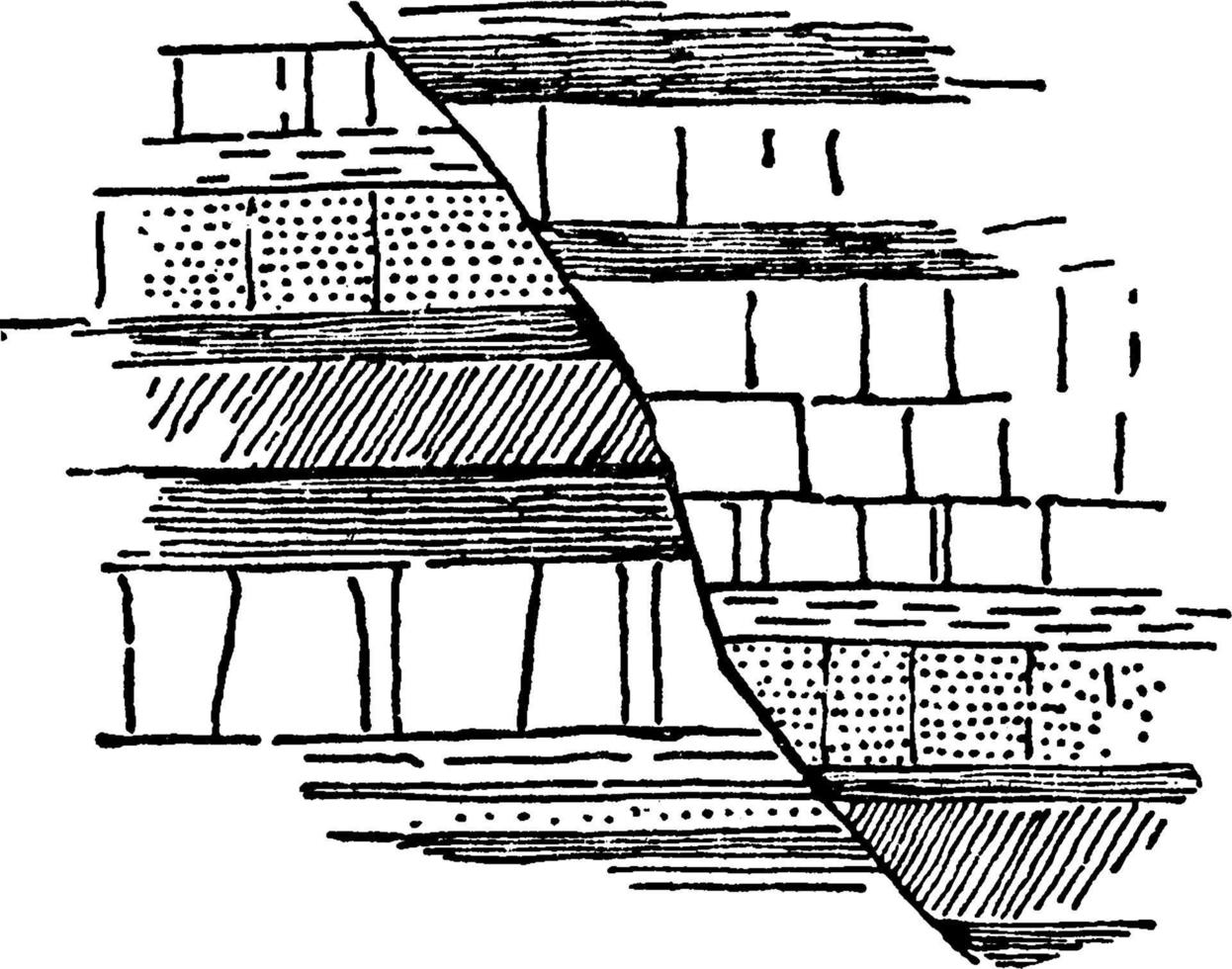 sauber geschnittener Fehler, Vintage-Illustration. vektor