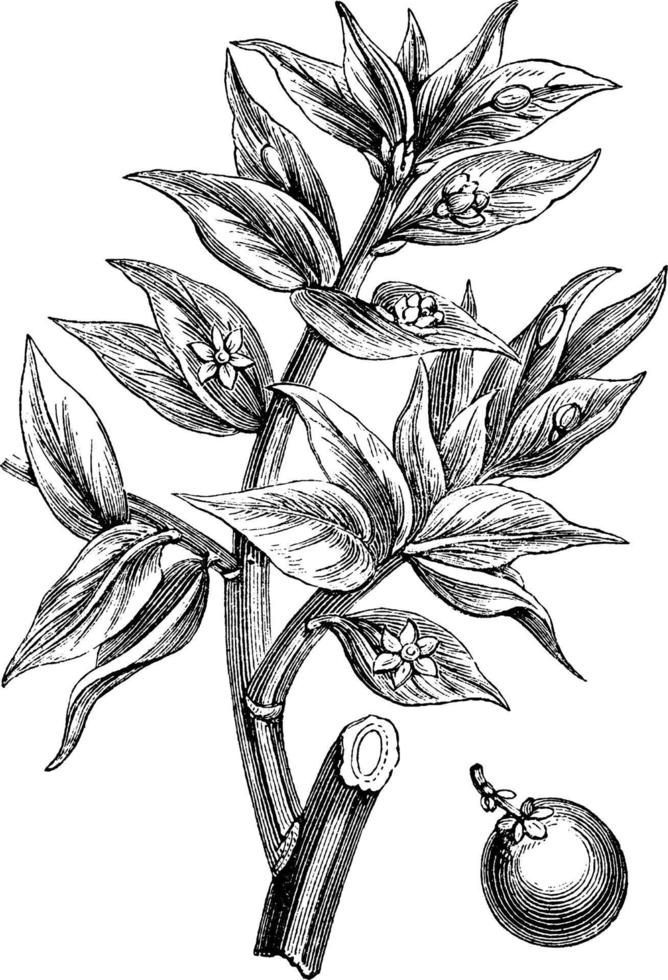 ruscus aculeatus vintage illustration. vektor