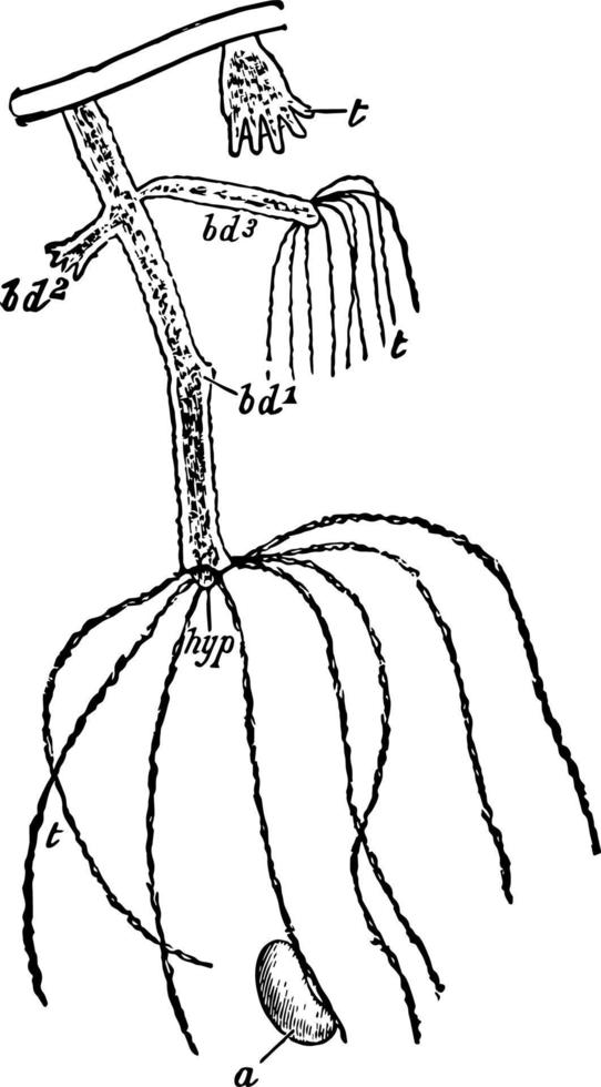 sötvatten polyp, årgång illustration. vektor