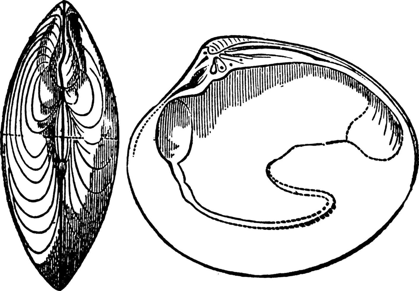 Muscheln, Vintage Illustration. vektor