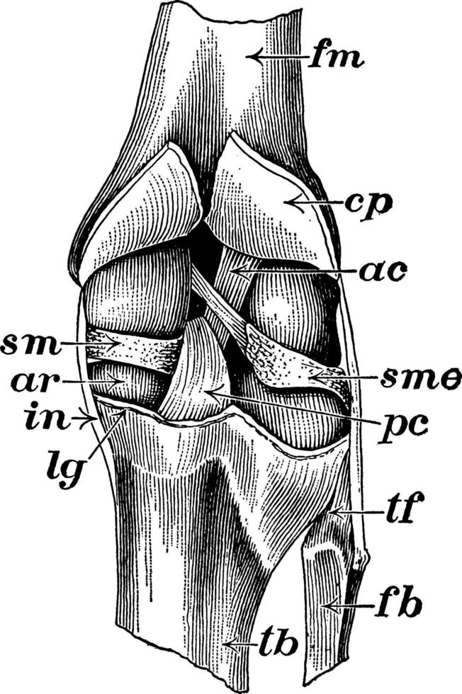 Kniegelenk, Vintage Illustration. vektor