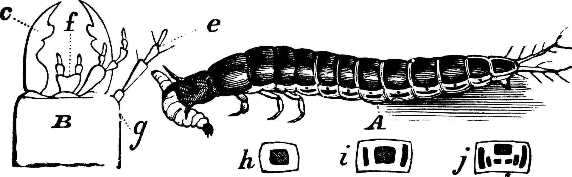 Harpalus, Vintage-Illustration. vektor