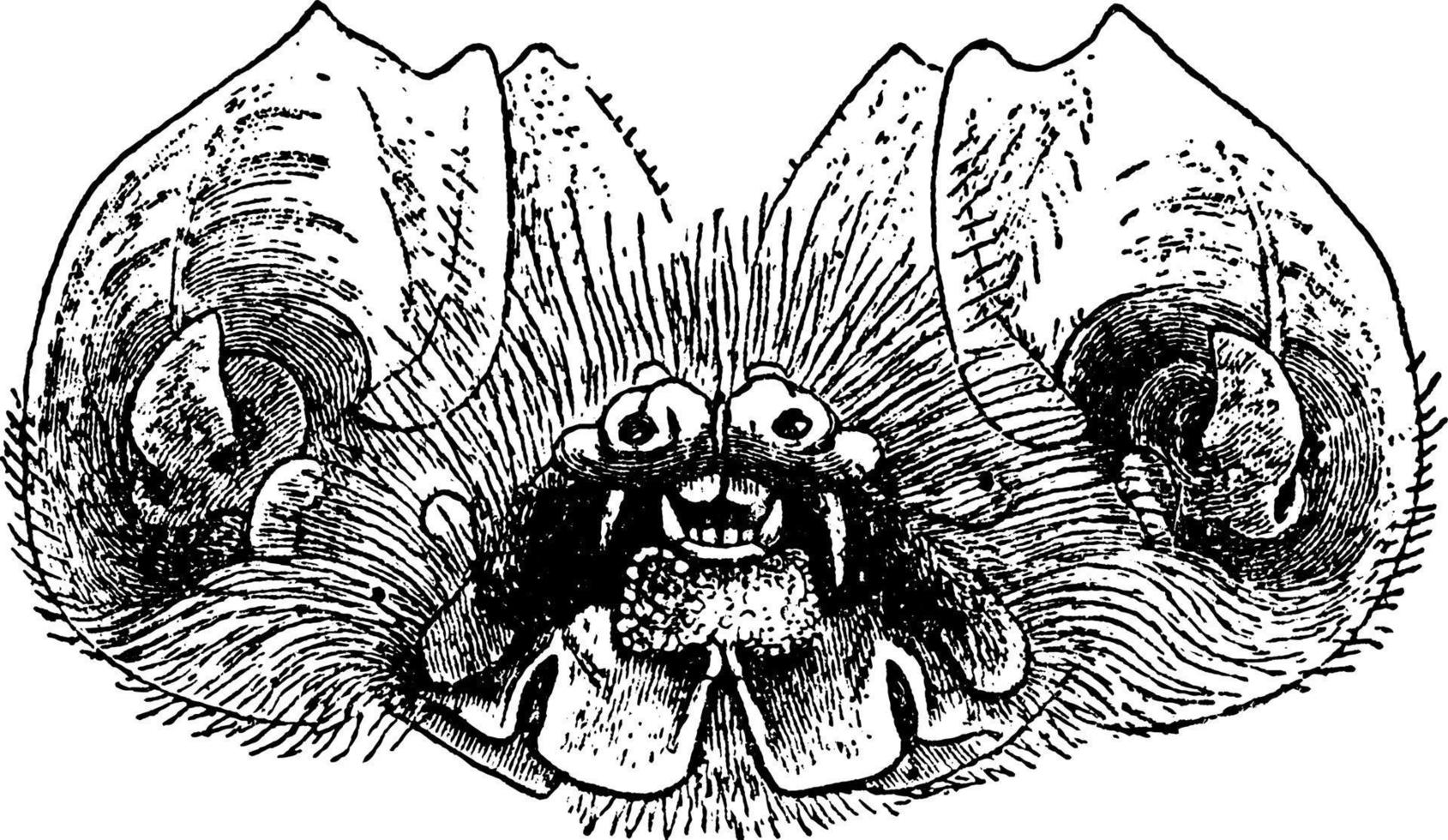 mormops blainrillii, årgång illustration. vektor