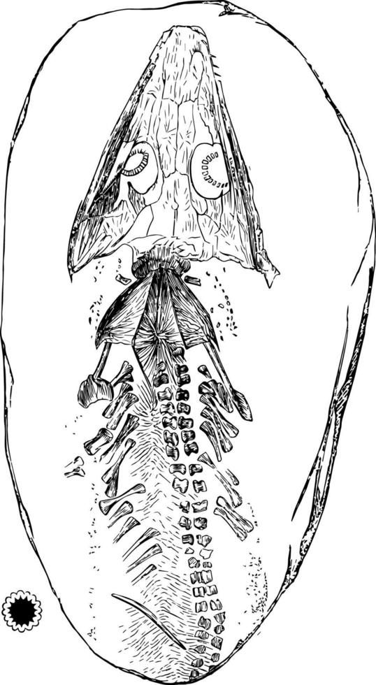 arkegosaurus, årgång illustration. vektor