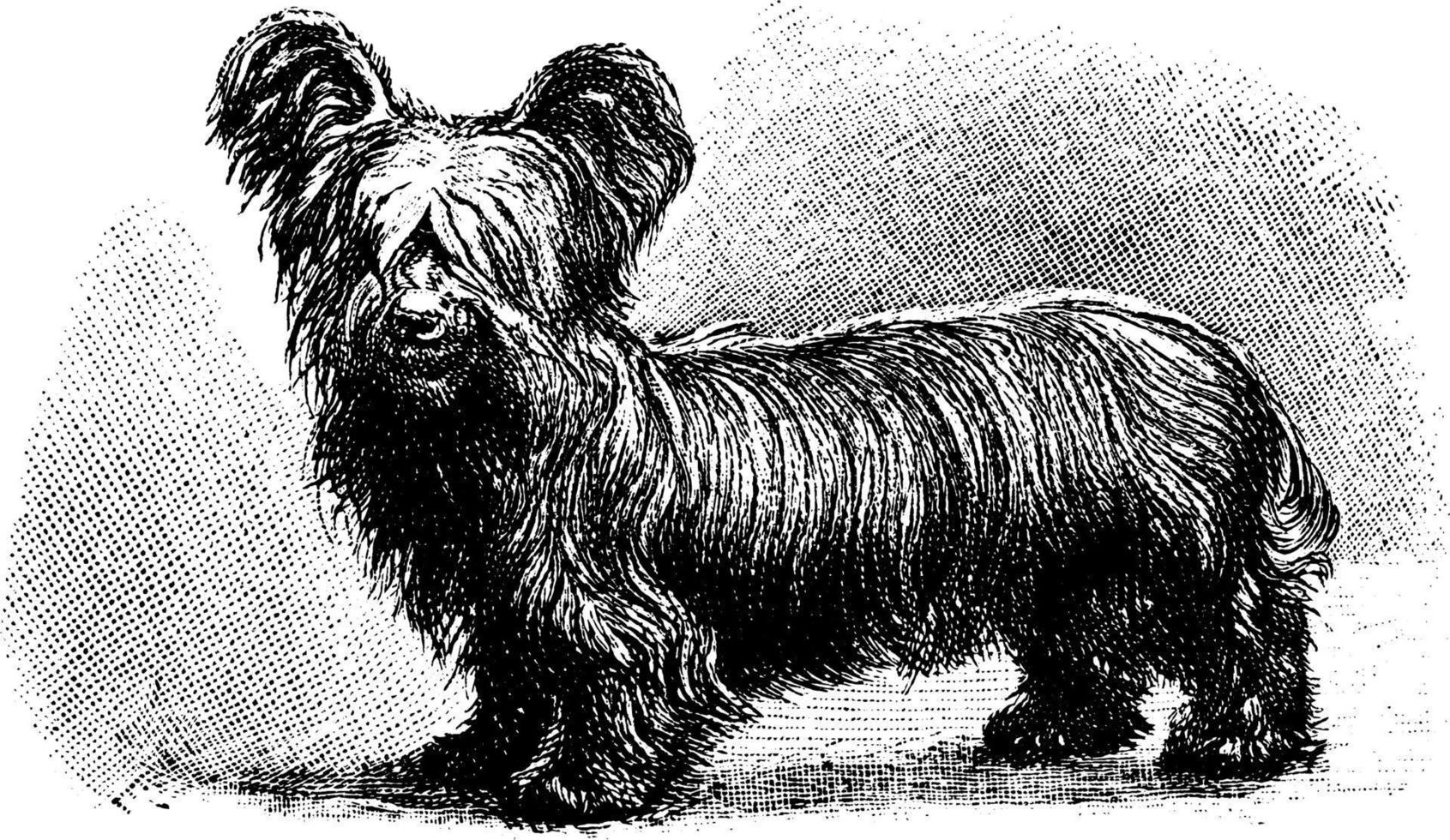 Skye-Terrier, Vintage-Illustration. vektor