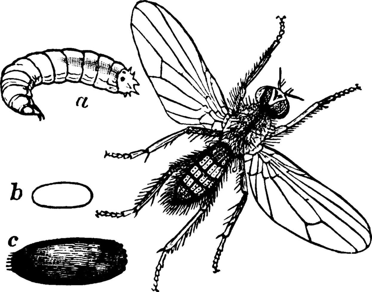 Rübenfliege, Vintage Illustration. vektor