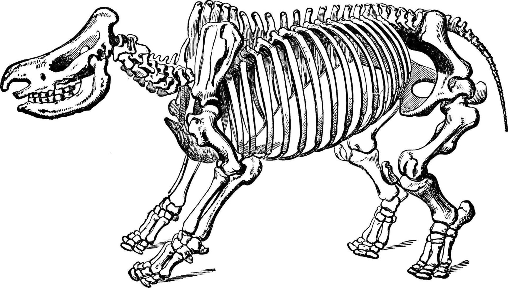 noshörning skelett, årgång illustration. vektor