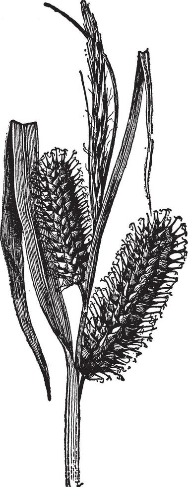 carex lurida årgång illustration. vektor