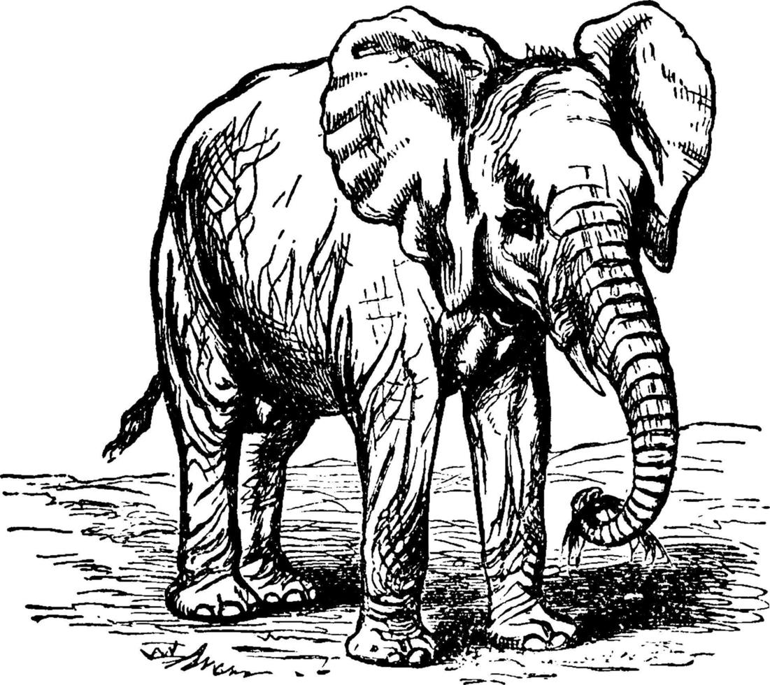 afrikanischer elefant, vintage illustration. vektor