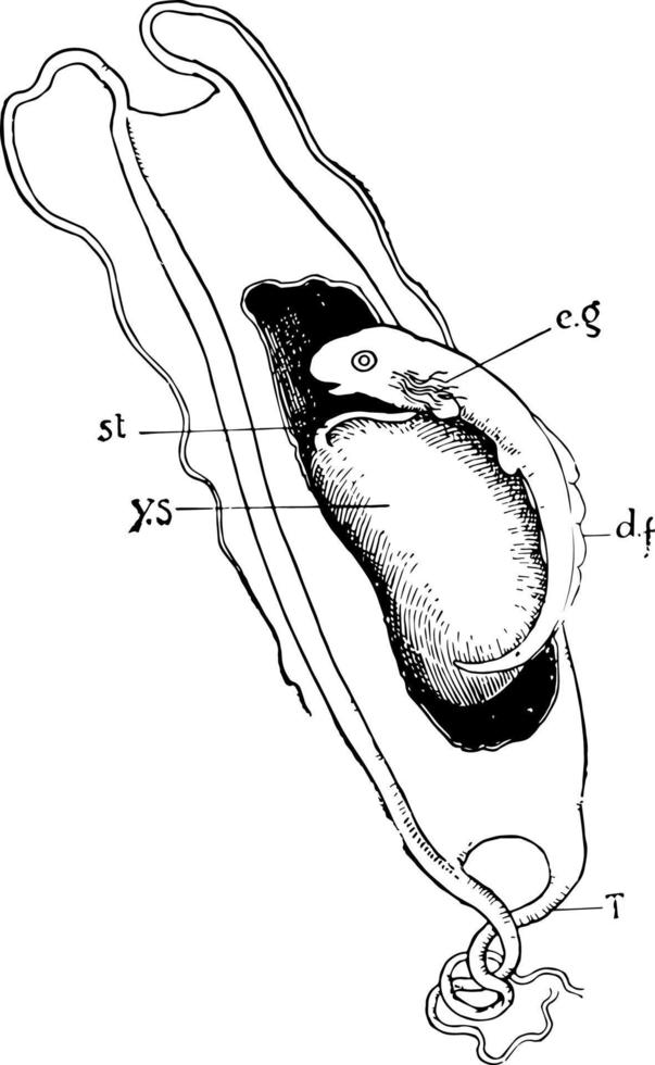 Dornhai-Embryo, Vintage-Illustration. vektor