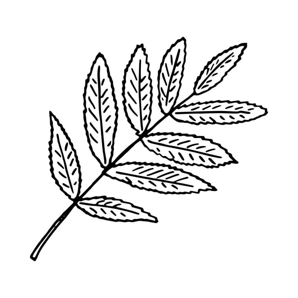 Ebereschenblatt handgezeichnet im Doodle-Stil. symbol, aufkleber, dekorelement. monochrom, minimalistisch skandinavisch vektor