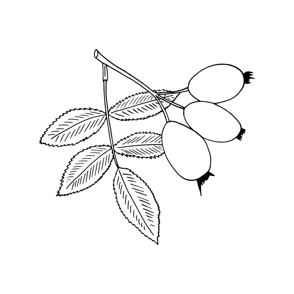 Hagebuttenbeeren und Blätter handgezeichnet im Doodle-Stil. symbol, aufkleber, dekorelement. skizze, monochrom, minimalismus, skandinavisch vektor