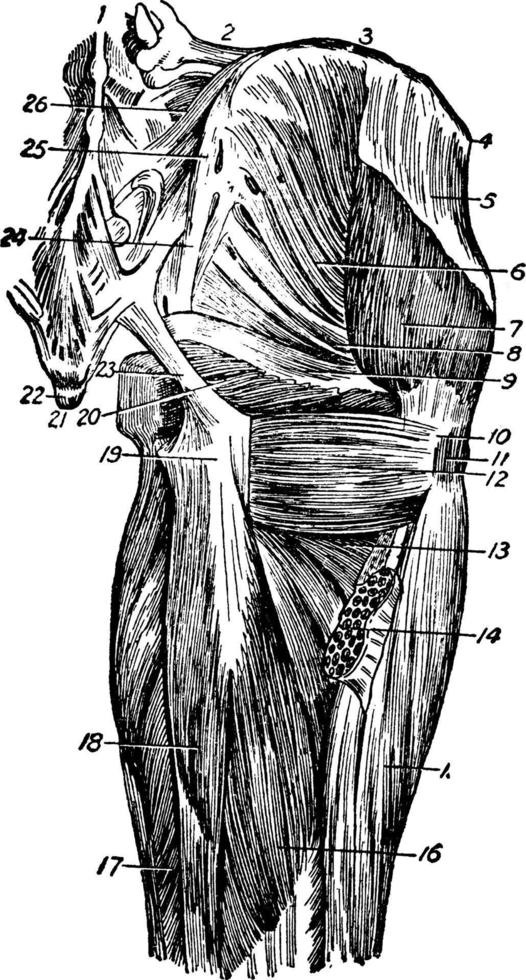 bak- lår muskler, årgång illustration. vektor