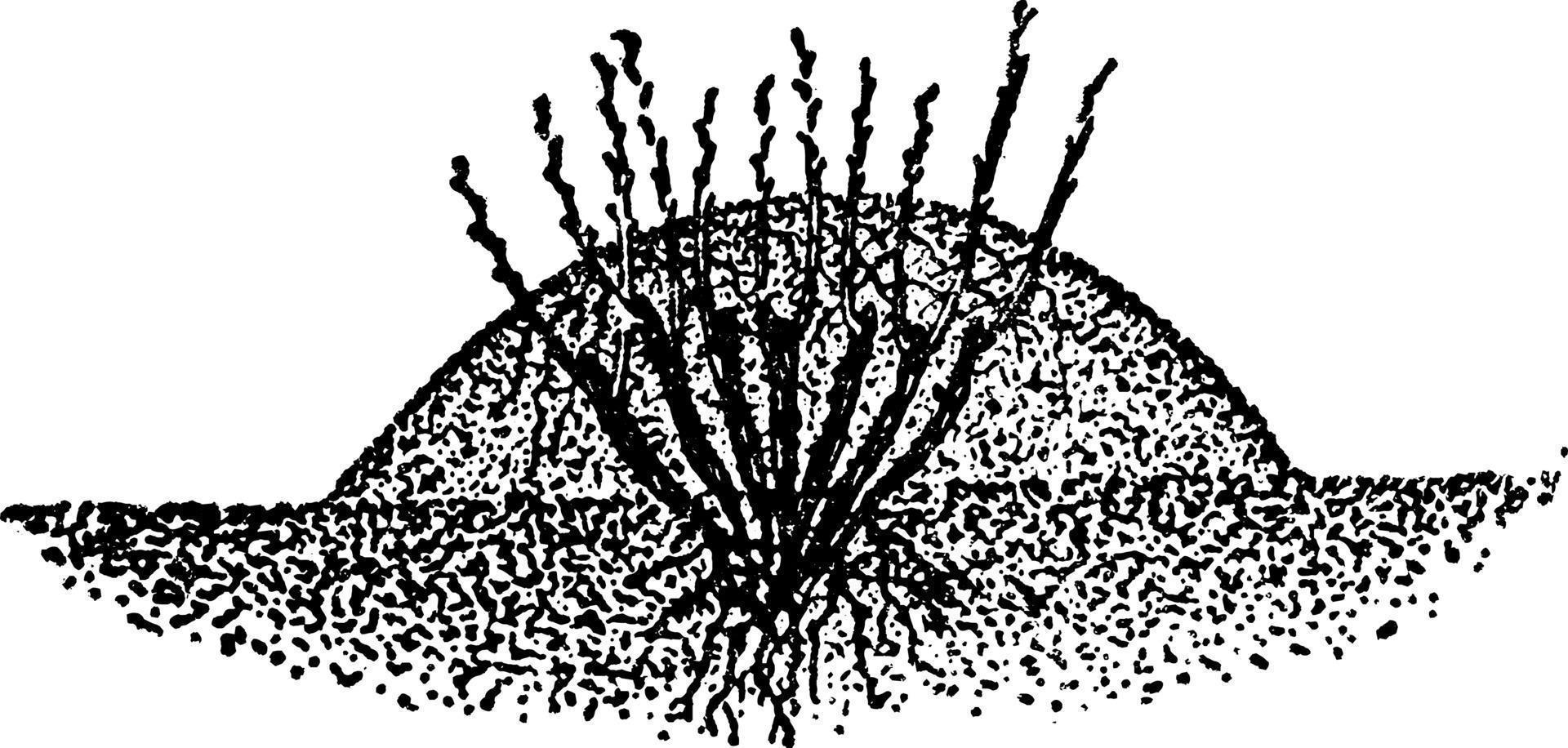 mound skiktning, årgång illustration. vektor