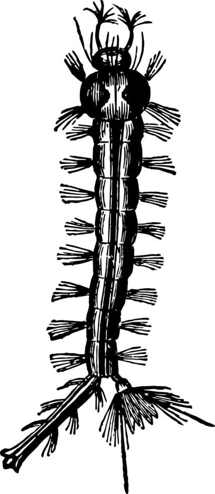 larv av de mygga årgång illustration. vektor