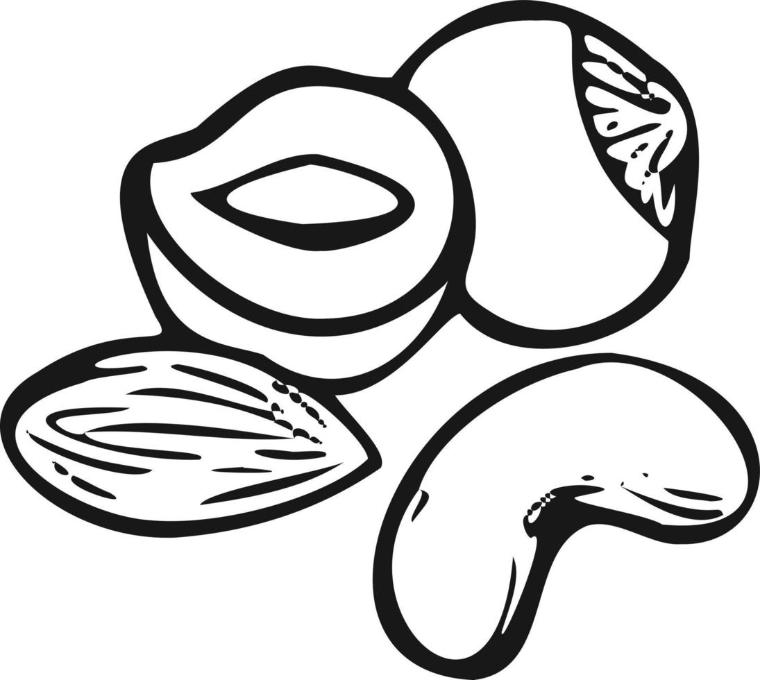 moderne Ikone aus Haselnüssen, Cashew-Symbol. Vektor weißen Hintergrund