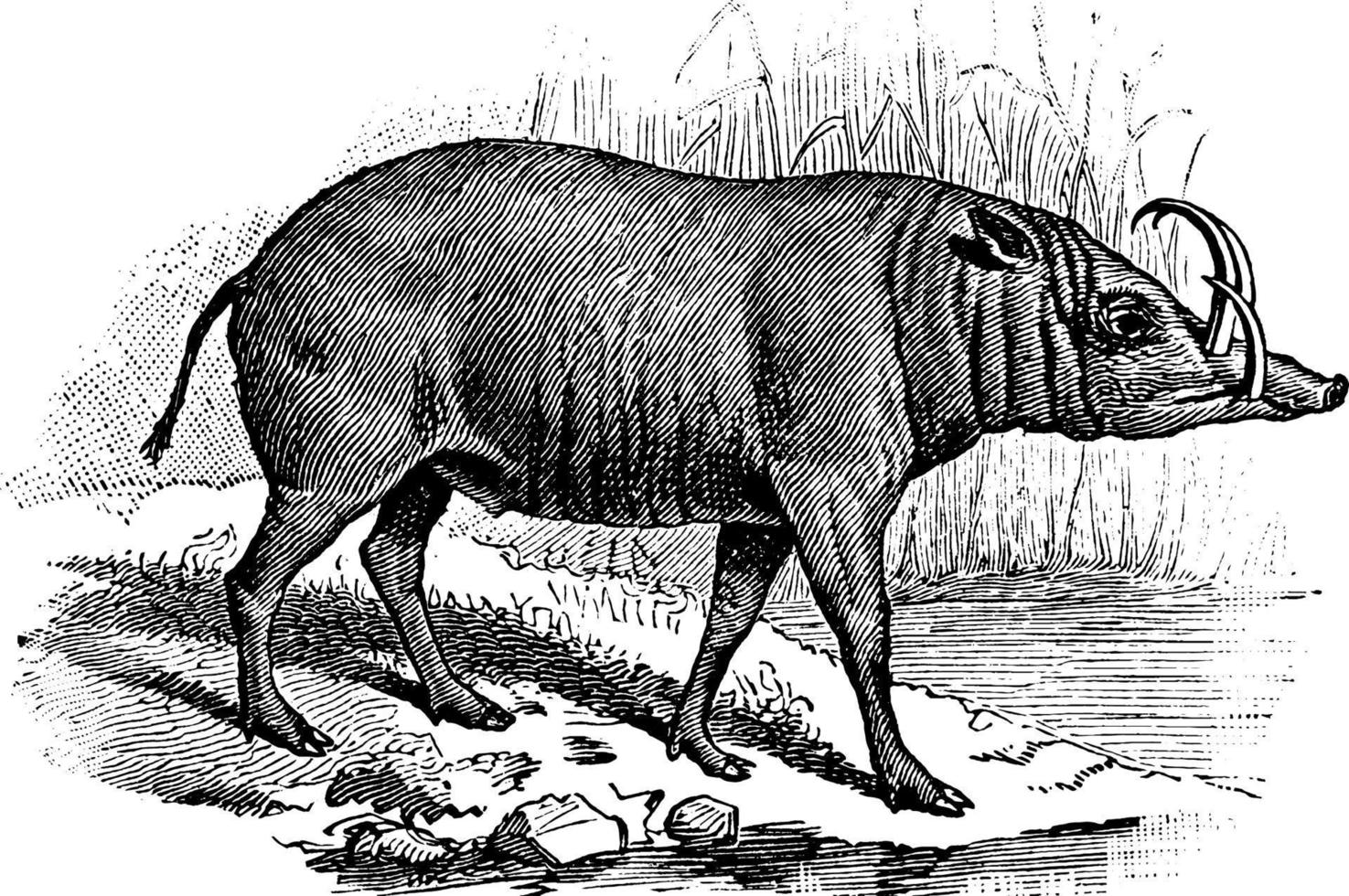 Ostindisches Wildschwein, Vintage-Illustration. vektor